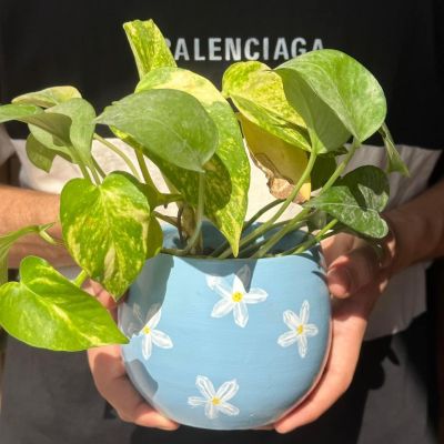 A plant pot with white flowers 